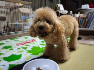 My New Family Coco🐾